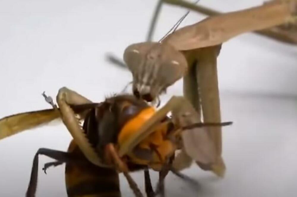 Ovo je spas kada vas ujede osa, pčela ili stršljen: Na mesto uboda stavite ovo, bol i otok nestaju kao rukom