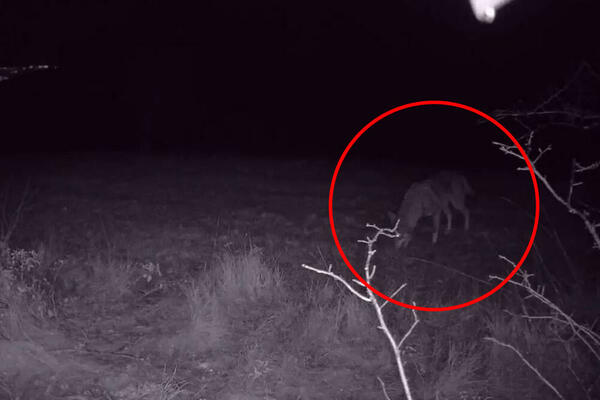 POČELA JE VUČJA NEDELJA: Veruje se da će nam ona reći kakva nas ZIMA čeka, ove stvari NEMOJTE DA RADITE!