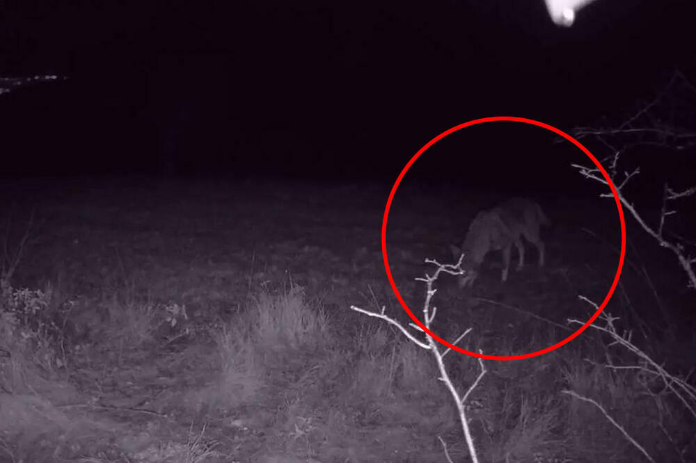 KAMERE SNIMILE ČOPOR VUKOVA NA 100 KM OD BEOGRADA?! Zveri se nalaze blizu sela, KOLJU STOKU USRED DANA (FOTO)