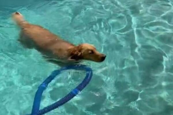 EVO KOLIKO ČESTO SMETE KUPATI PSA: Kladimo se da niste znali