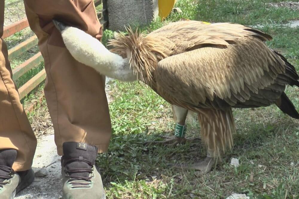 NEBESKI GOROSTAS SA RASPONOM KRILA OD SKORO 3 METRA LETI NAD SRBIJOM: Neophodno je zaštititi ovu pticu (FOTO)
