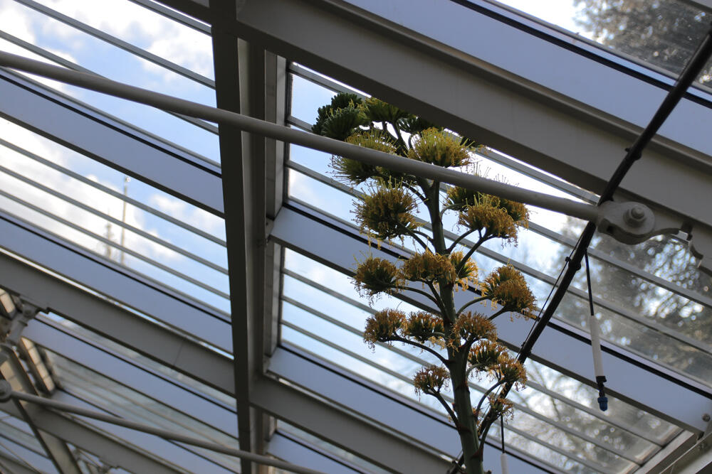 Botanička bašta, Jevremovac