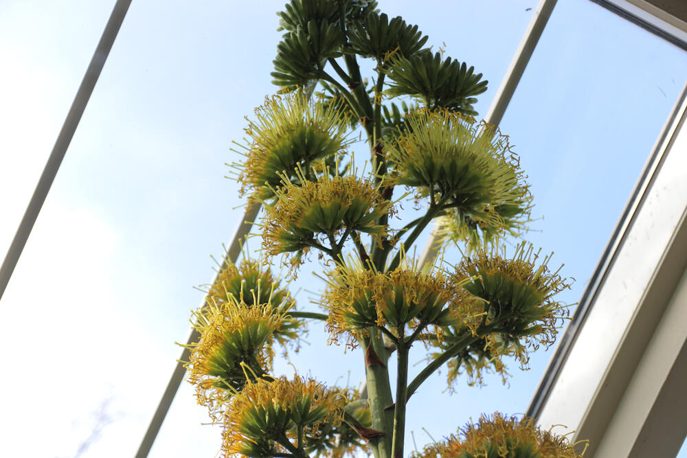 Botanička bašta, Jevremovac, Agava