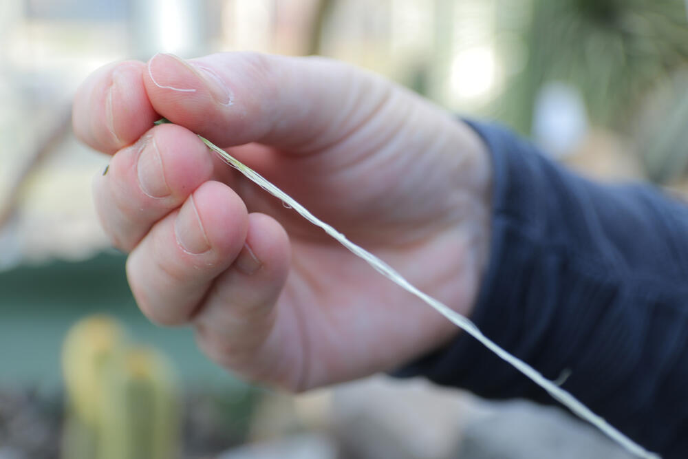 Botanička bašta, Jevremovac