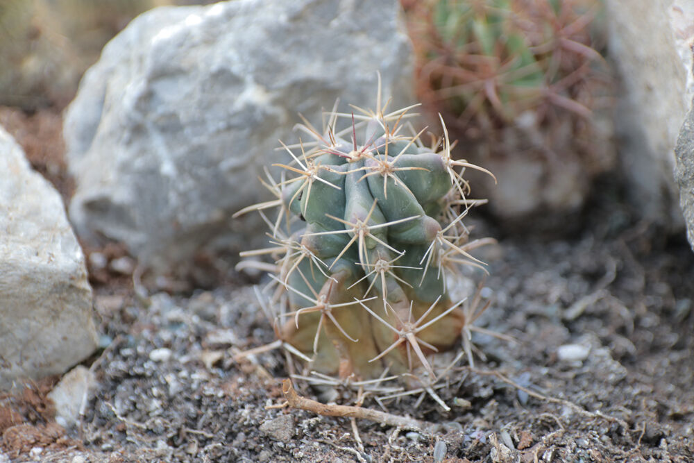 Botanička bašta, Jevremovac, Kaktus