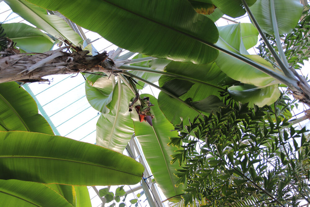 Botanička bašta, Jevremovac, Banana