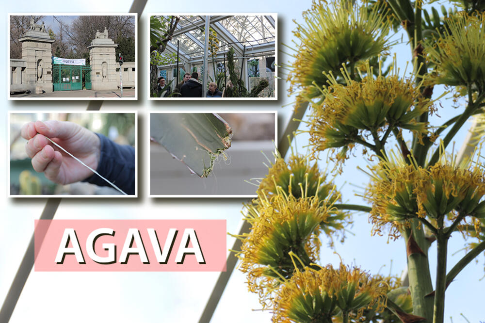 U BOTANIČKOJ BAŠTI U BG SE DESILO ČUDO NAKON 130 GODINA: Agava procvetala nakon VEKA, a CVETA 1 u ŽIVOTU! (VIDEO)