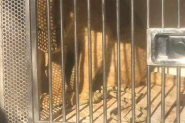 "MLADUNČE LAVA ZA KOJIM SE TRAGALO DANIMA JE DOBRO" : Danas je primilo VAKCINU protiv bolesti divljih životinja