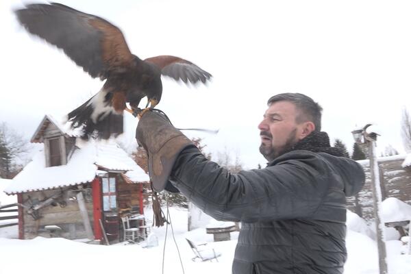 ČUDO U STAPARIMA: Vladimiru opasna ptica grabljivica jede iz ruke, evo kako izgleda "LETEĆI VUK" (FOTO)