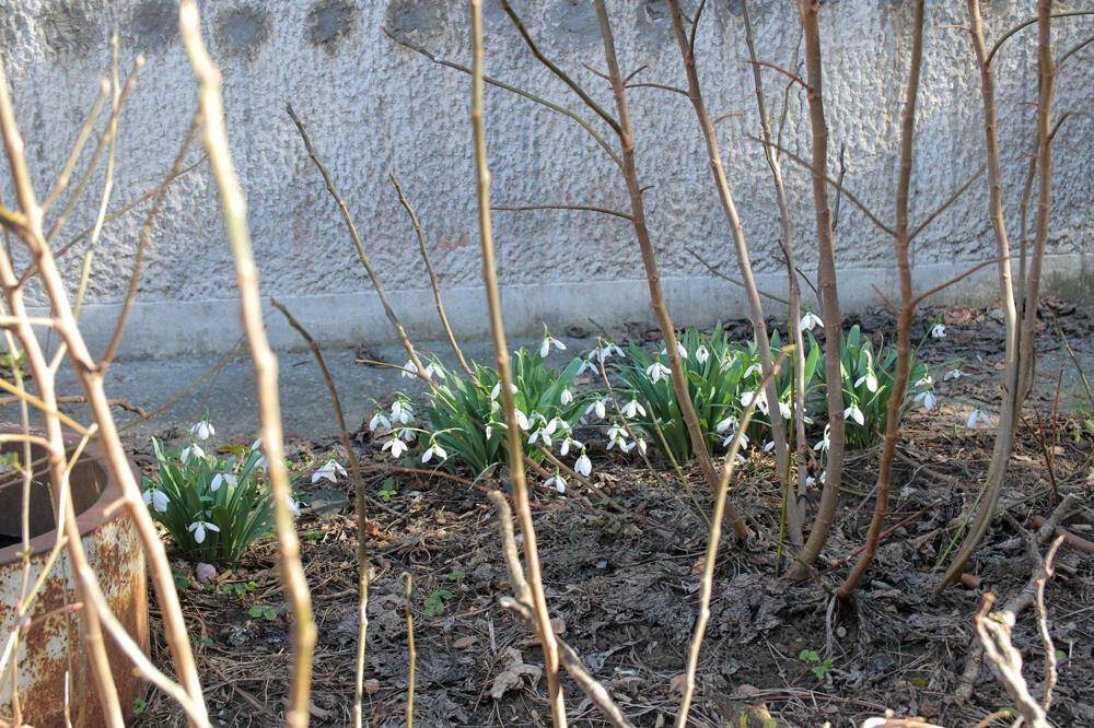 NIKLE VISIBABE U CENTRU BEOGRADA: Vesnici proleća slute skori kraj ove ZIME? (FOTO)