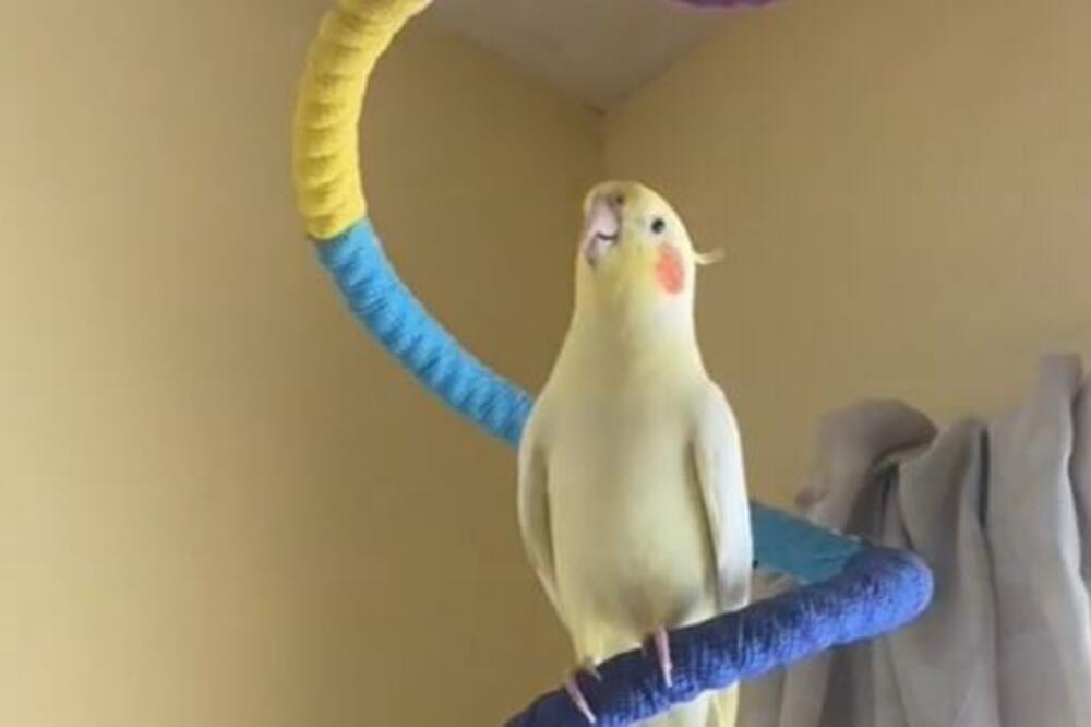 KAKAV TALENAT! Papagaj oduševio MILIONE svojom verzijom HIT PESME, niko ne može da veruje kako PEVA! (VIDEO)