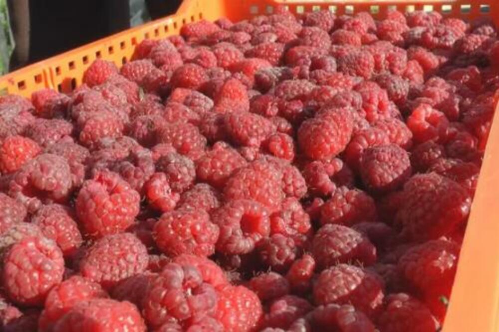 CRVENO ZLATO IMA JAKU CENU: Kakva će situacija biti na tržištu, PONOR ILI BOGATSTVO?