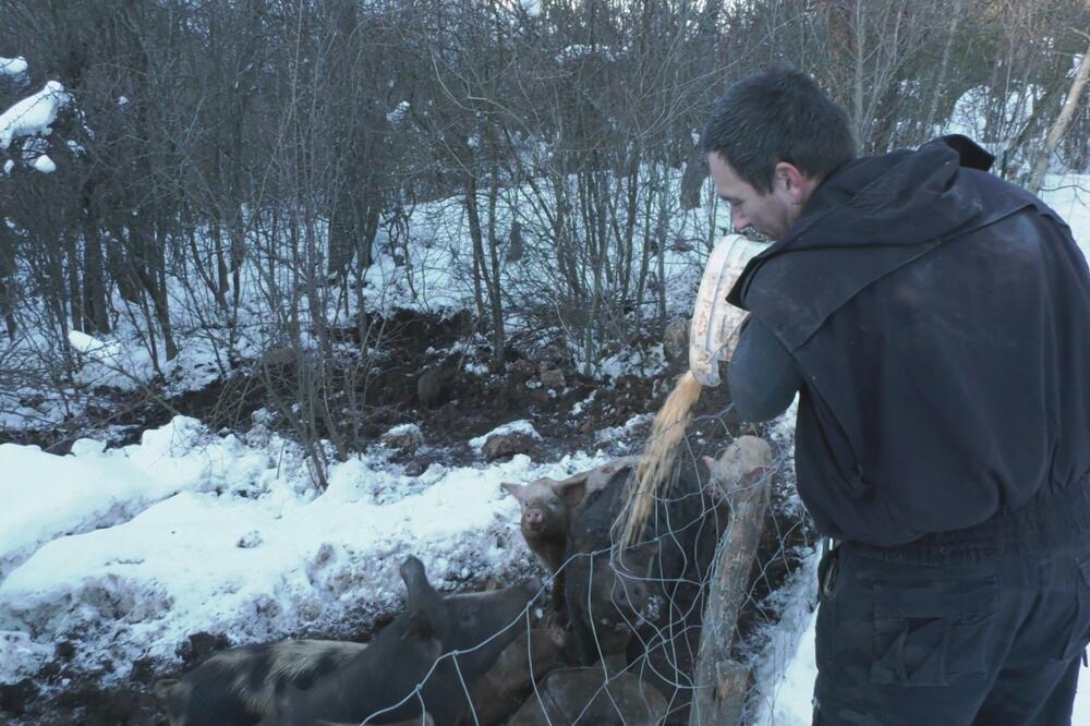 TODOROVIĆI SE VRATILI NA SELO, TAMO JE MIR I TIŠINA: Gaje mangulice i ovce, ŽIVE PUNIM PLUĆIMA! (FOTO)
