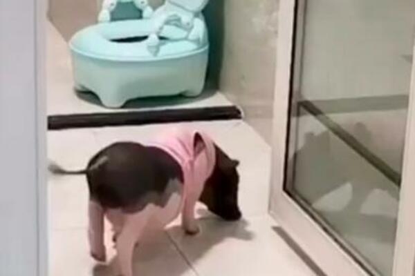 OVO PRASE POSTALO JE HIT NA INTERNETU: Ušlo u WC i šokirao ljude, JEL MOGUĆE DA JE OVO URADIO?! (VIDEO)