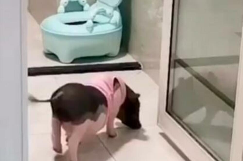 OVO PRASE POSTALO JE HIT NA INTERNETU: Ušlo u WC i šokirao ljude, JEL MOGUĆE DA JE OVO URADIO?! (VIDEO)