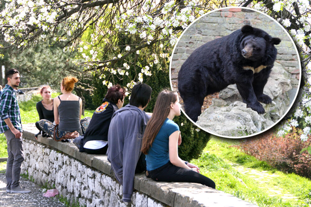 DA LI JE DOŠAO KRAJ ZIMI? Medved u beogradskom zoološkom vrtu ZNA ODGOVOR!