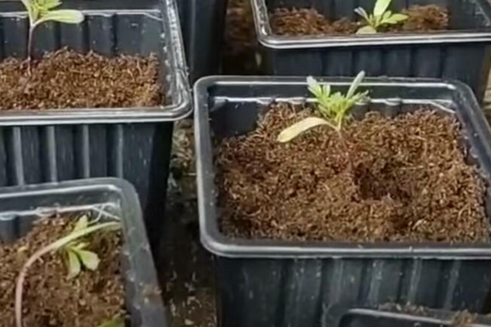 POSADITE OVU BILJKU PORED KROMPIRA I NIKAD VIŠE NEĆETE VIDETI ZLATICU: Nestaje u tren oka