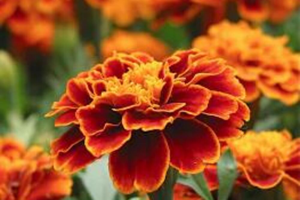 OVA BILJKA SE NIKOME NE POKLANJA IZ KUĆE! Za nju se veže OPASNO VEROVANJE