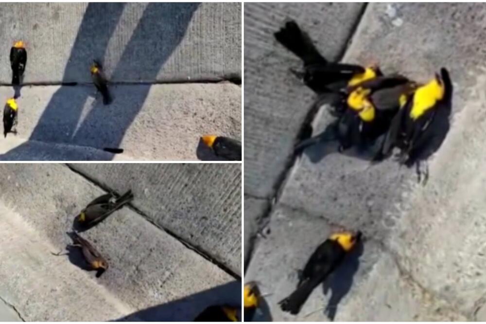 STOTINE PTICA PALO SA NEBA NA BETON, LEŠEVI PO CELOM GRADU! Kamere zabeležile MISTERIOZNI incident (VIDEO)