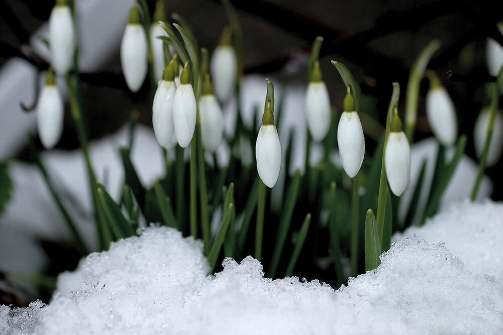 NIKADA NE VERUJTE BABA MARTI! Rano otopljenje obično ZNAČI 1 STVAR, spremite se (FOTO)