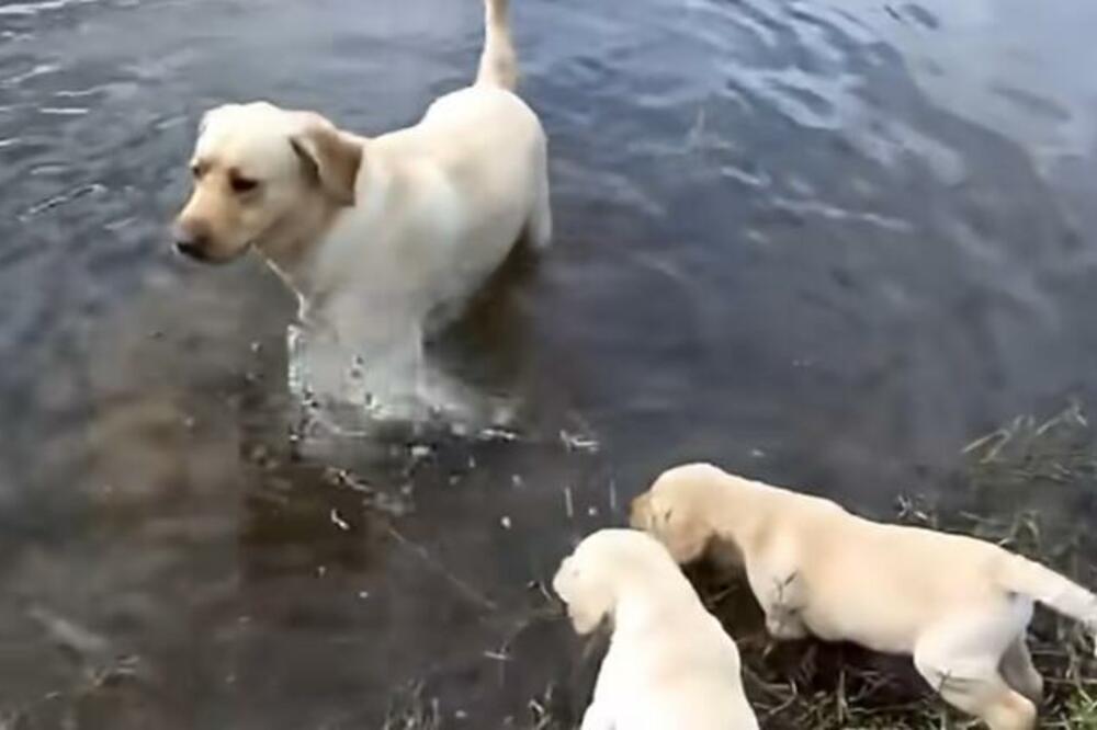 TATA LABRADOR UČI SVOJE KUJICE DA PLIVAJU! Snimak za DOBRO JUTRO koji će vam vratiti OSMEH NA LICE (VIDEO)