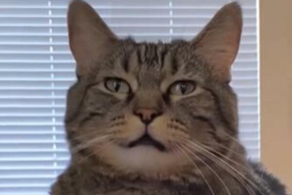 PREPOTENTNA MAČKA KOJA NE ZATVARA USTA! Stalno je GLADNA, luduje, svi su joj KRIVI (VIDEO)