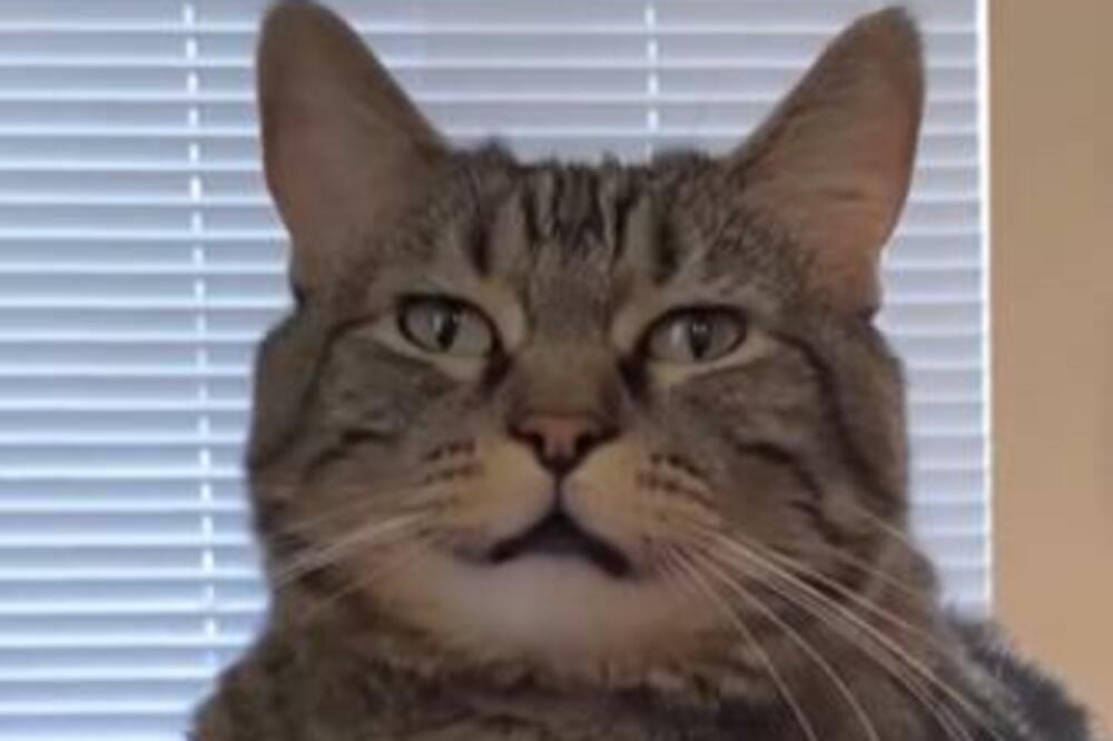 PREPOTENTNA MAČKA KOJA NE ZATVARA USTA! Stalno je GLADNA, luduje, svi su joj KRIVI (VIDEO)