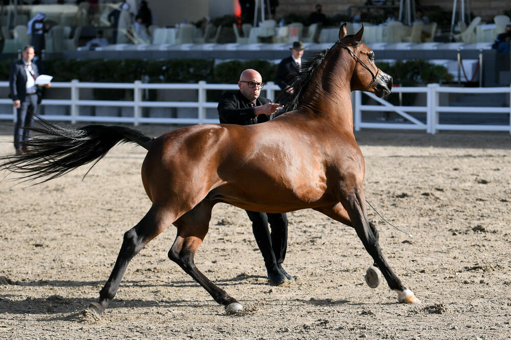 KOMŠILUK MISLIO DA JE POLICIJA NAŠLA UBICU, A ZAPRAVO JE KONJ BIO U PITANJU: Bizaran slučaj uplašio mnoge