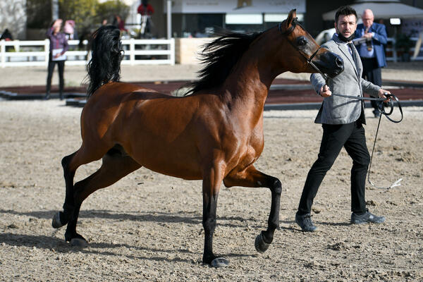 NEVIĐENI SPEKTAKL U BEOGRADU: Otvara se sezona galopskih TRKA na ''Carevoj ćupriji''
