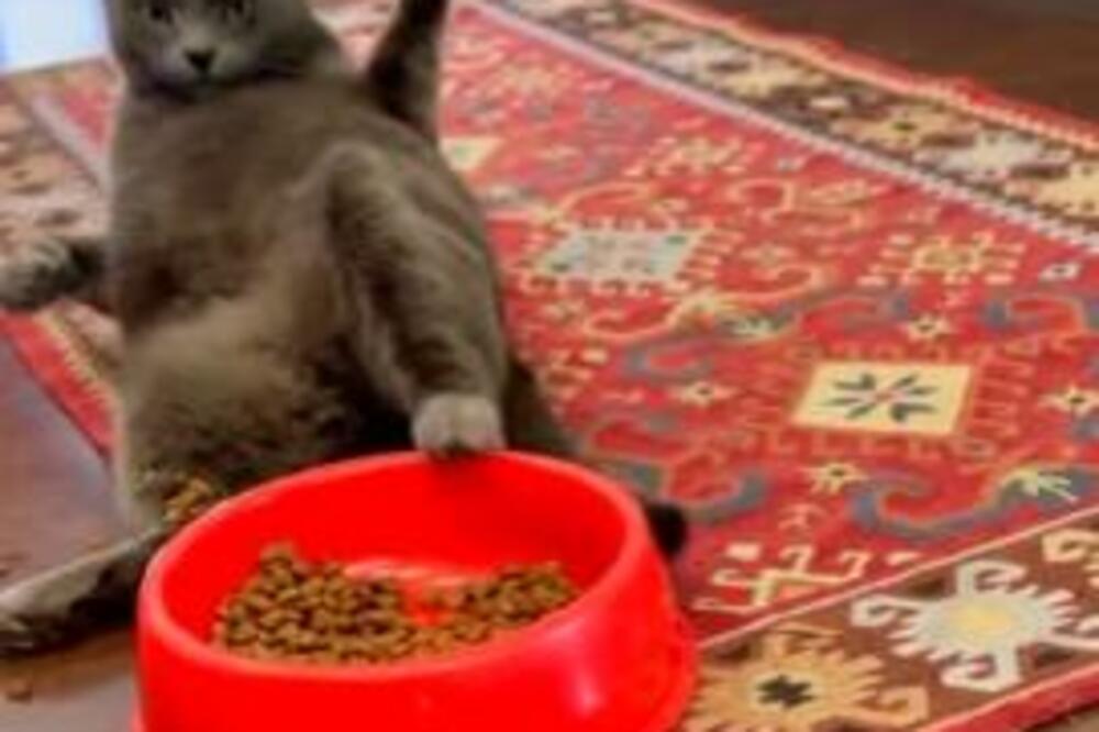 MAČAK JE SPAZIO GRANULE, PA JE URADIO NAJLUĐU STVAR IKAD: Ovo je podvig DECENIJE (VIDEO)