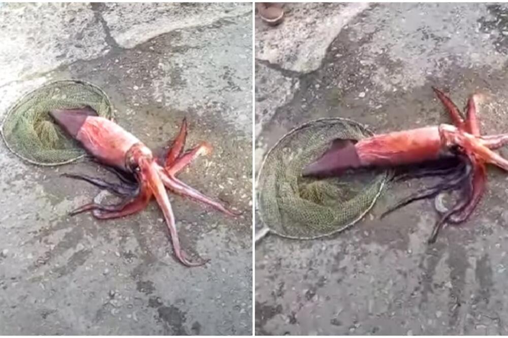 NIKOLA SPASAO DŽINOVSKU LIGNJU! Totanj izazvao IZNENAĐENJE kod meštana, zalutao na obalu JADRANA (VIDEO)