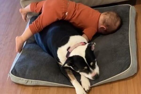 UHVATIO GA NA DELU! 3 miliona ljudi je UMRLO OD SMEHA NA OVAJ PRIZOR, sve je zabeleženo kamerom (VIDEO)