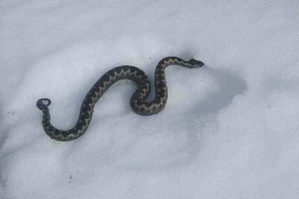 VEROVANJA KAŽU DA JE OVO LOŠ ZNAK: Ogromna zmija po prvi put u istoriji uočena u snegu kod Nove Varoši (FOTO)