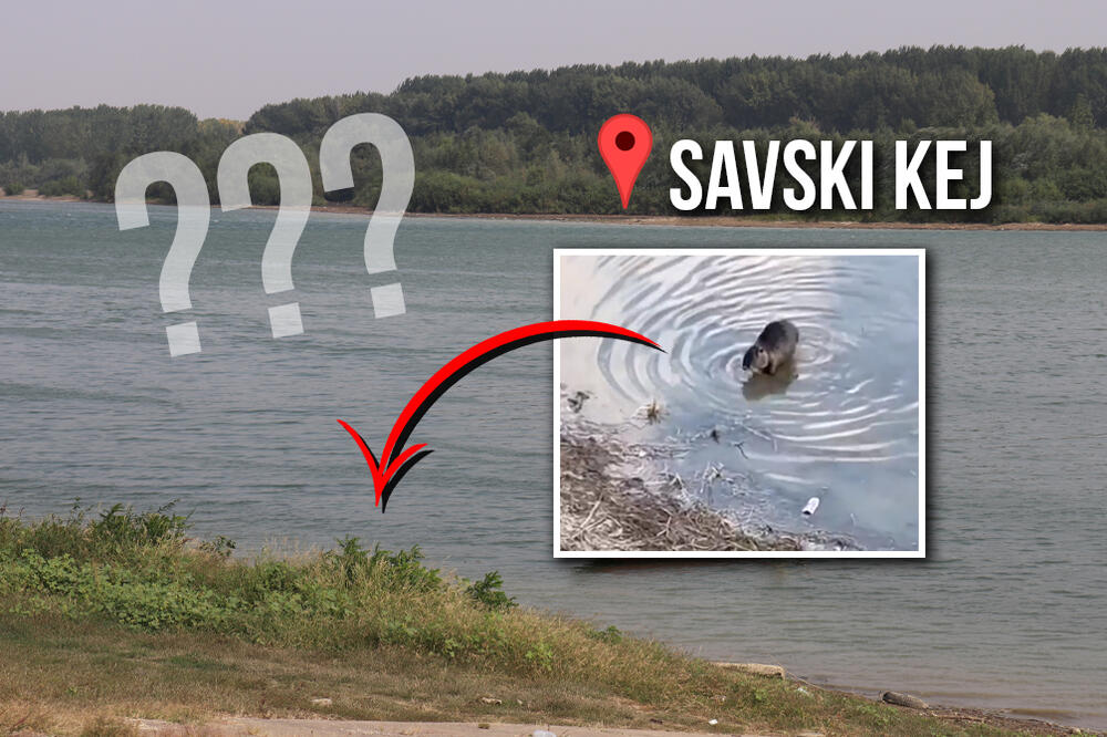 SNIMLJENA ČUDNA ŽIVOTINJA U SAVI! Prolaznici na keju gledaju i NE VERUJU, pacov nije, dabar nije, pa šta je? VIDEO