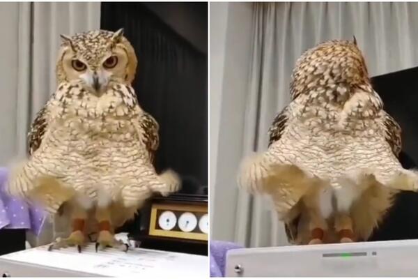 SOVICA POZIRA KAO MERLIN MONRO! Mnogima je već ulepšala dan, kakva GLUMICA (VIDEO)