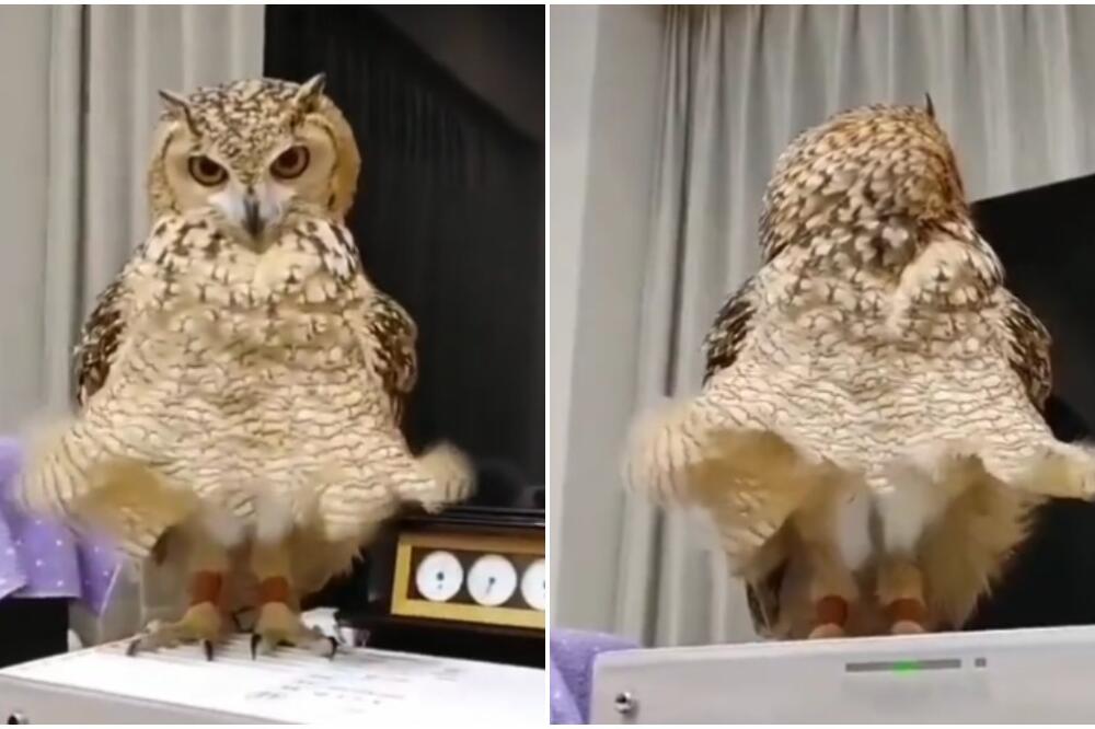 SOVICA POZIRA KAO MERLIN MONRO! Mnogima je već ulepšala dan, kakva GLUMICA (VIDEO)