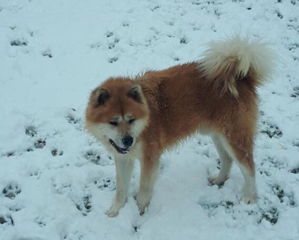 Akite su poznate kao psi sa složenom ličnošću