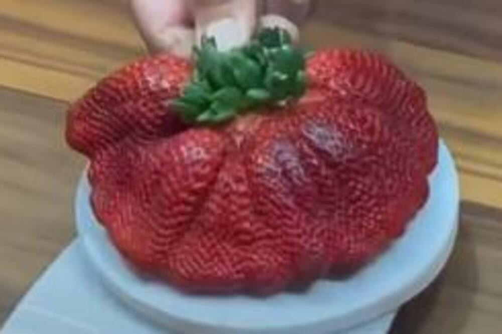 POGLEDAJTE SAMO KOLIKO JE TO ČUDO: Ogromna JAGODA ušla u GINISA, pazite koliko je TEŠKA! (FOTO)