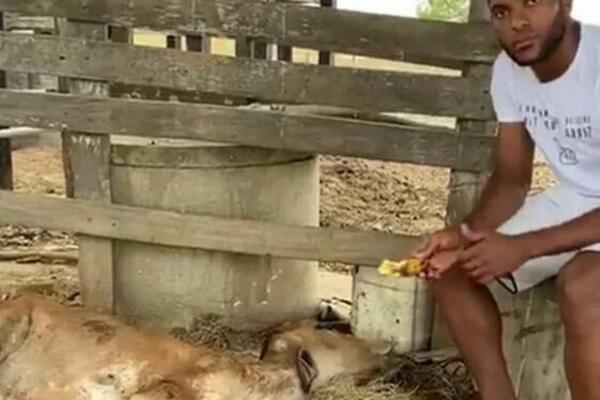 MOŽE LI BOLESNIJE: Reprezentativcu silovali KRAVU! (FOTO)