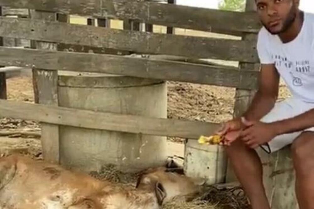 MOŽE LI BOLESNIJE: Reprezentativcu silovali KRAVU! (FOTO)