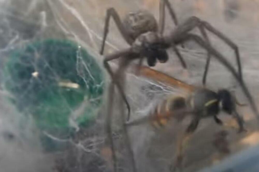 BORBA ZA GOLI ŽIVOT: Osa VS pauk - KO JE POBEDIO?! (VIDEO)