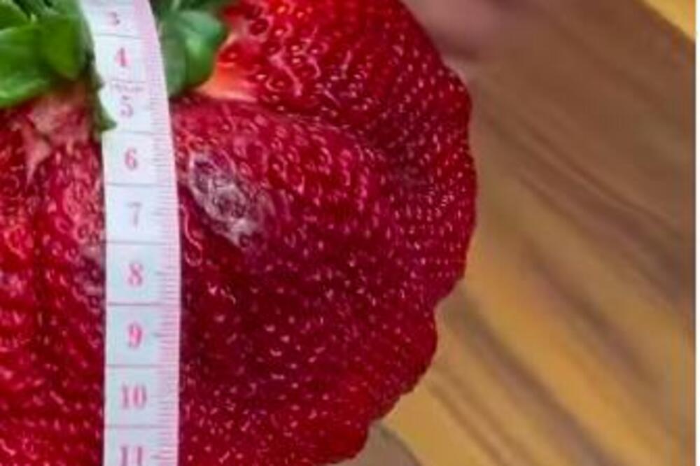 NOMINOVANA ZA GINISOVU KNJIGU REKORDA: Ovo je najveća jagoda na svetu