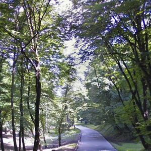 Drvo palo na grupu slavljenika na Košutnjaku! Ostali zarobljeni pod stablom, ima teže povređenih