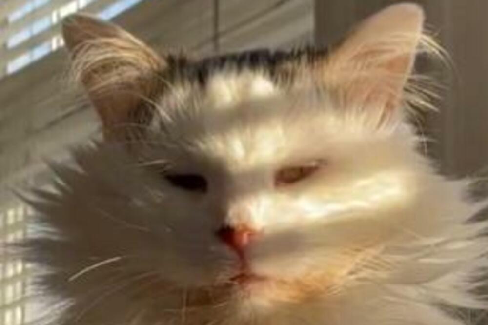 NJENA FACA JE NEREALNA! Maca je sedela na jastuku, a ovaj POTEZ je svima namamio osmeh na lice (VIDEO)