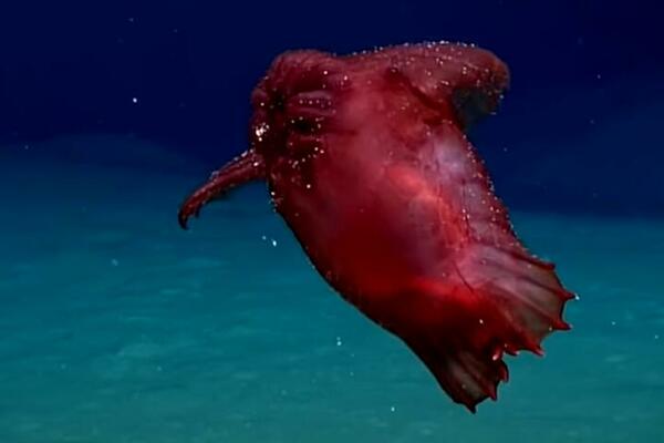 KAMERE USNIMILE BEZGLAVO STVORENJE IZ OKEANA: Šta je bre ovo? (VIDEO)