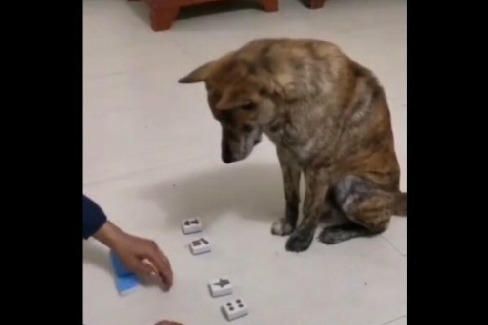 DA LI JE OVO NAJPAMETNIJI PAS NA SVETU? Pogledajte samo šta ume, SVAKA ČAST! (VIDEO)