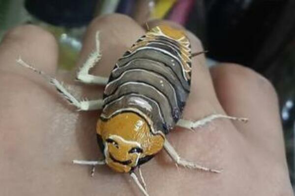 "DA LI JE MOJ GREH TOLIKO STRAŠAN?": Devojka došla do BIZARNE zamisli, slika na MRTVIM BUBAŠVABAMA! (FOTO)