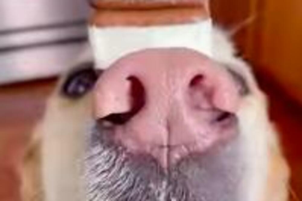 "ZOVU GA 007" Ova preslatka njuška će vam ulepšati OVAJ TMURAN DAN, vidite je samo! (VIDEO)