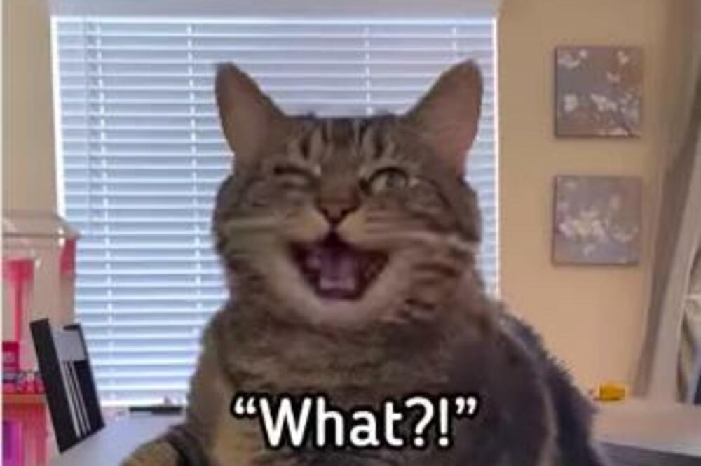 MAČKA PENI JE ZVEZDA TIK TOKA: Ovu svađalicu prati osam miliona ljudi, snimci su urnebesni (VIDEO)