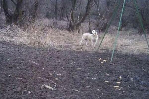 POLICIJA SNIMILA NEOBIČNU ZVER NA GRANICI HRVATSKE I BiH: Građani ZBUNJENI, o čemu je reč? (FOTO)